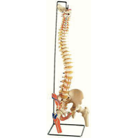 Vertebral Column & Spinal Cord (18)